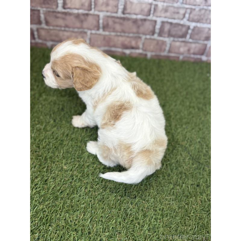 販売中の三重県のミックス犬-445349の3枚目