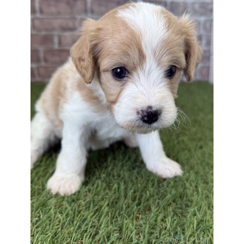 販売中の三重県のミックス犬-445349の2枚目