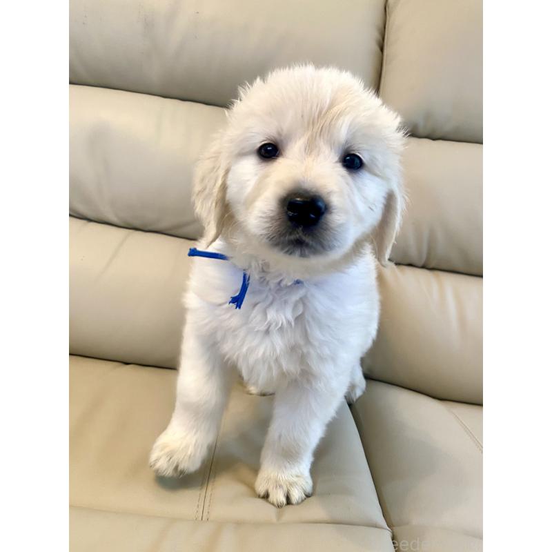 販売中の東京都のゴールデンレトリーバー-440367の44枚目