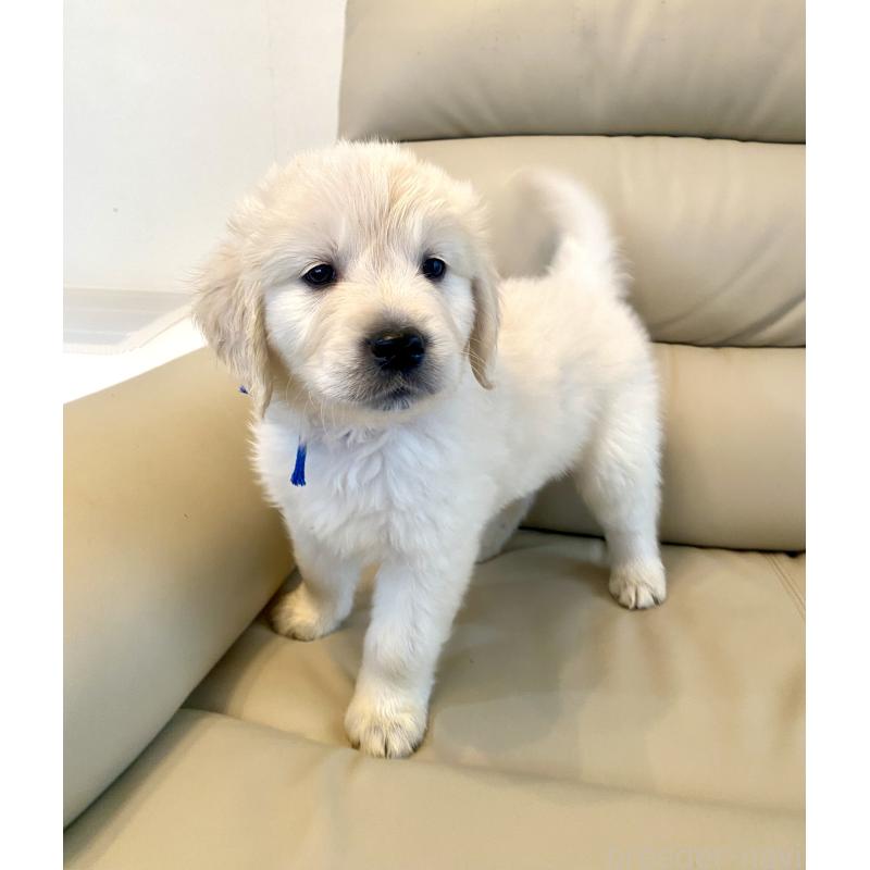 販売中の東京都のゴールデンレトリーバー-440367の43枚目