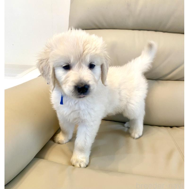 販売中の東京都のゴールデンレトリーバー-440367の41枚目