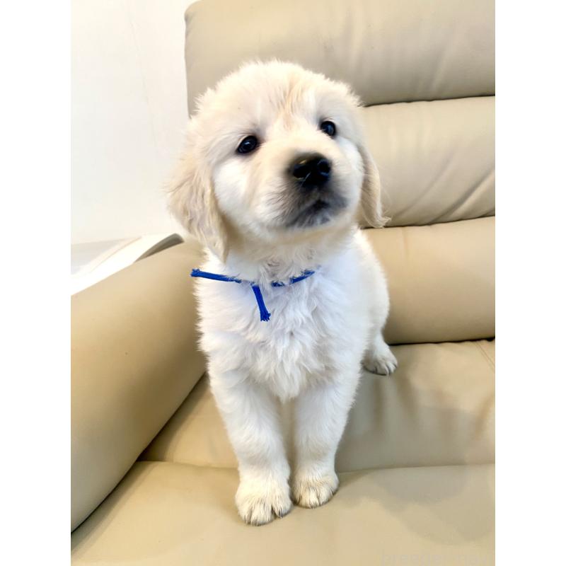 販売中の東京都のゴールデンレトリーバー-440367の40枚目