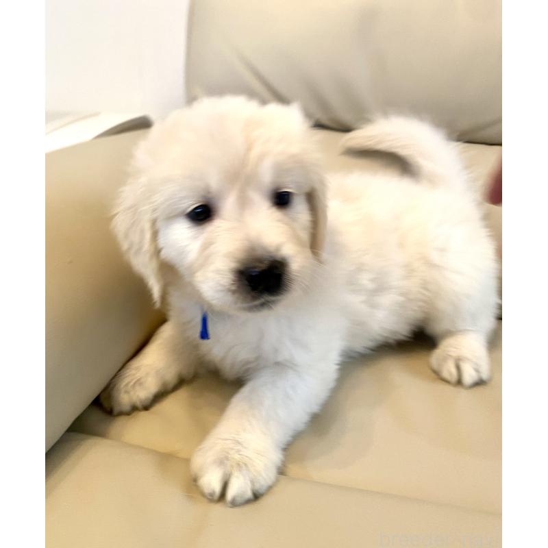 販売中の東京都のゴールデンレトリーバー-440367の39枚目