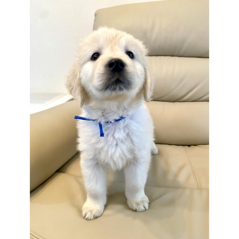 販売中の東京都のゴールデンレトリーバー-440367の38枚目