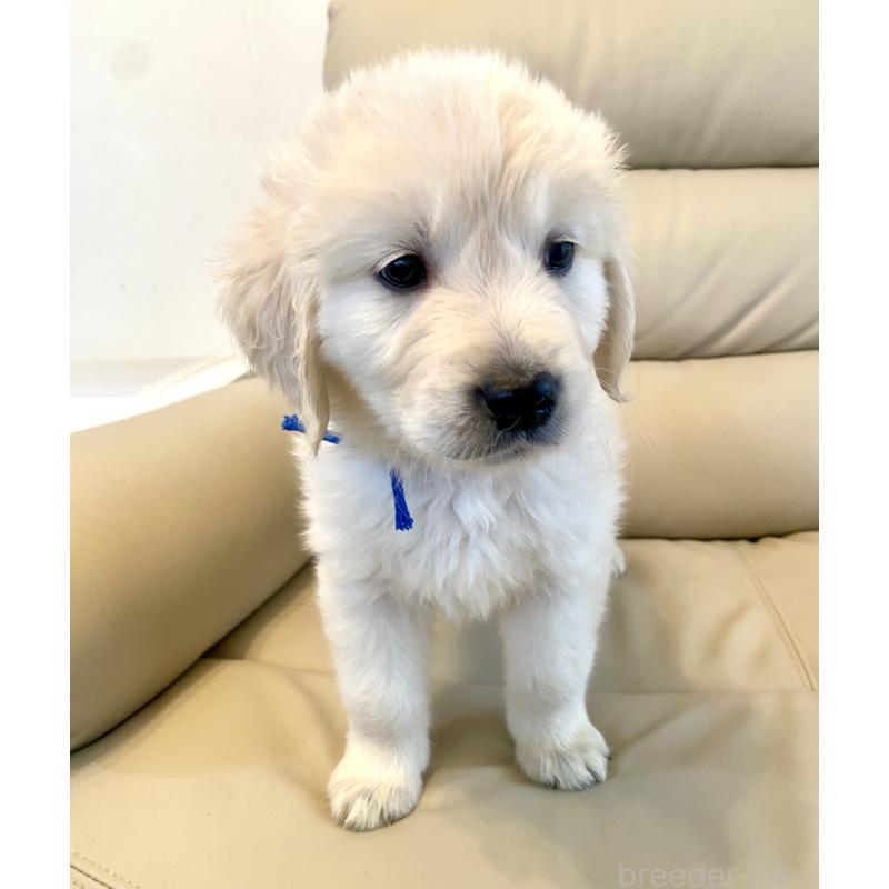 販売中の東京都のゴールデンレトリーバー-440367の36枚目