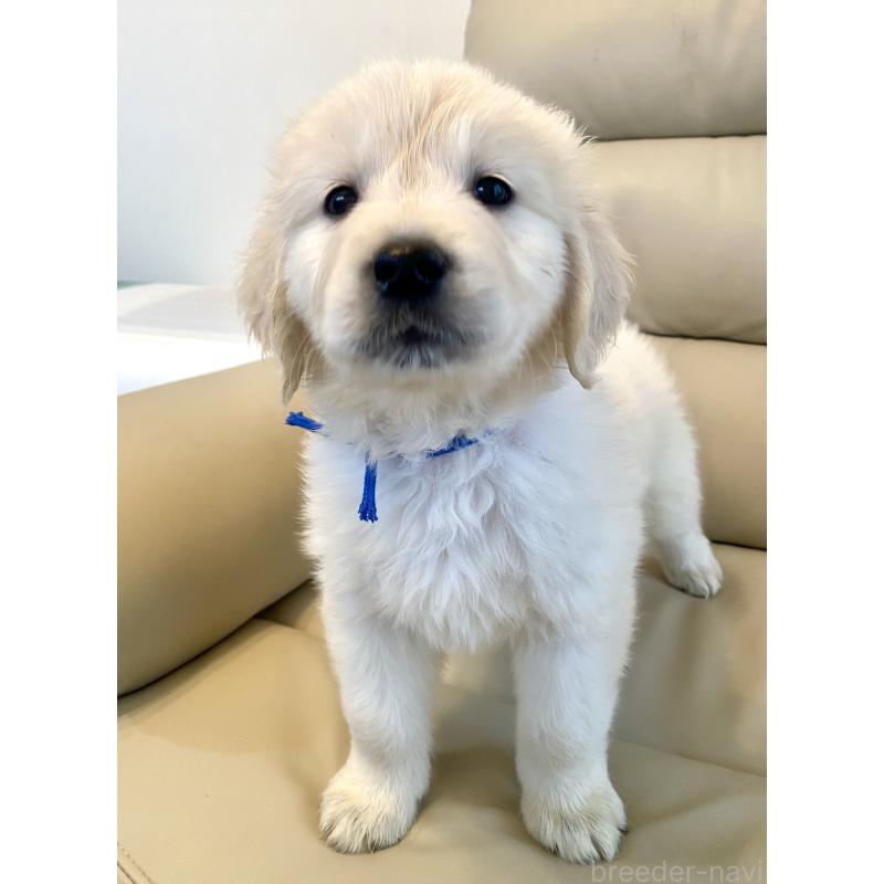 販売中の東京都のゴールデンレトリーバー-440367