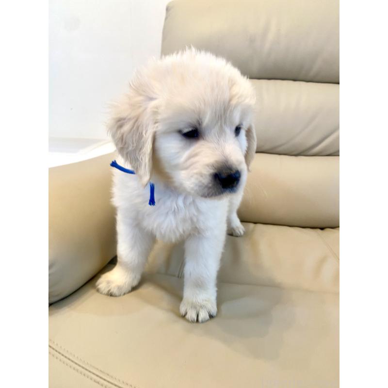 販売中の東京都のゴールデンレトリーバー-440367の33枚目