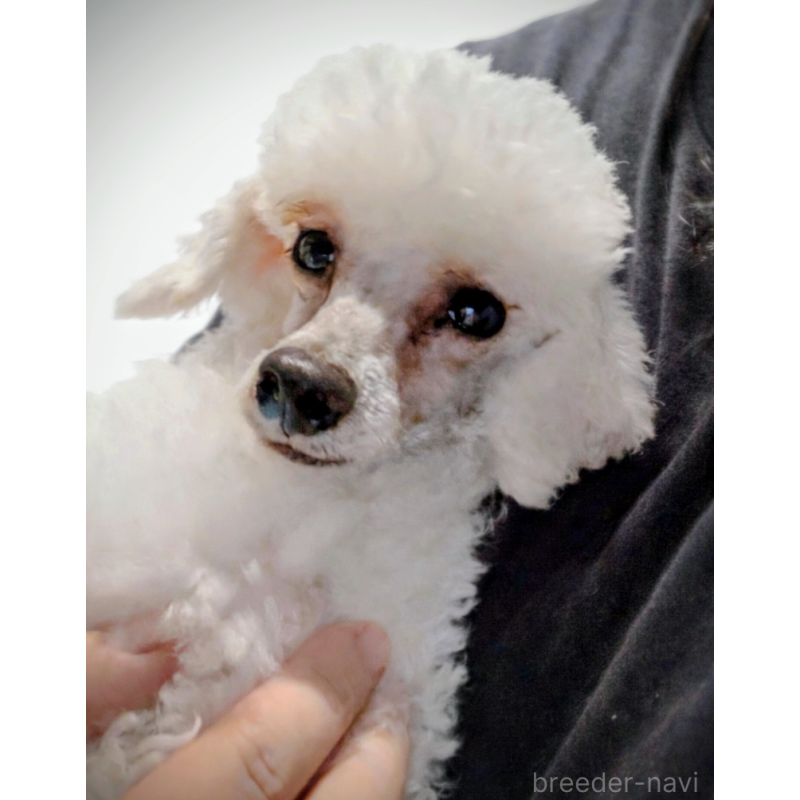 販売中の東京都のトイプードル-440015