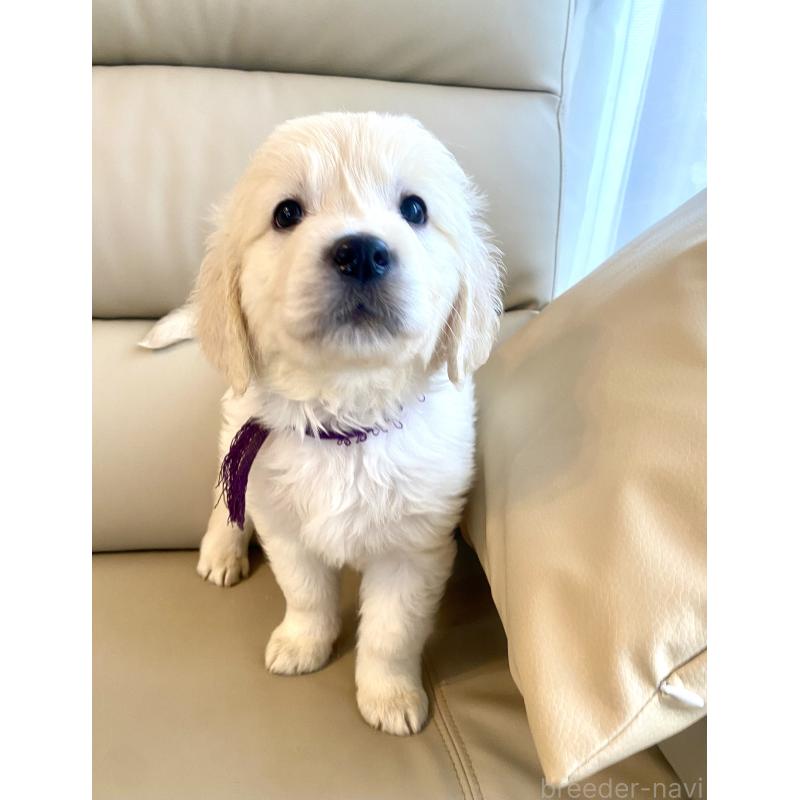 商談中の東京都のゴールデンレトリーバー-440375の37枚目