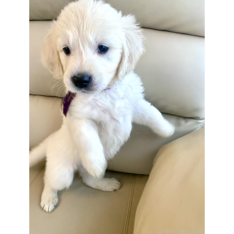 商談中の東京都のゴールデンレトリーバー-440375の36枚目