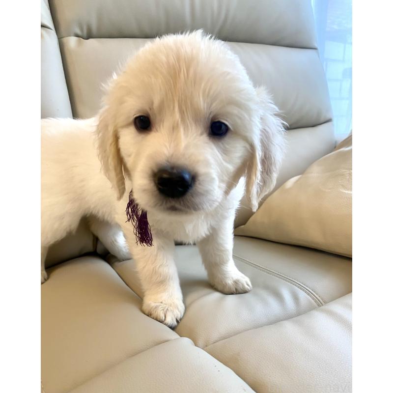 商談中の東京都のゴールデンレトリーバー-440375の35枚目