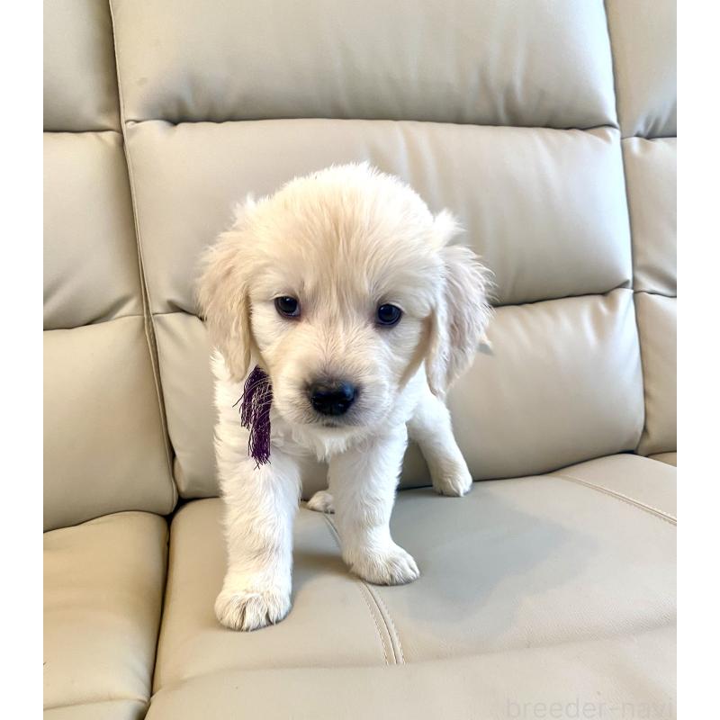 商談中の東京都のゴールデンレトリーバー-440375の34枚目