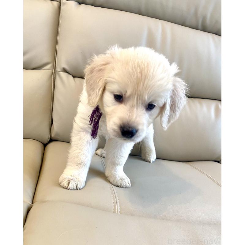 商談中の東京都のゴールデンレトリーバー-440375の33枚目