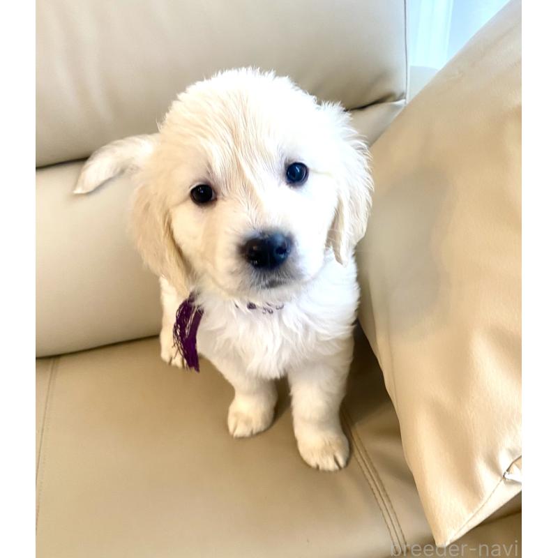 販売中の東京都のゴールデンレトリーバー-440375