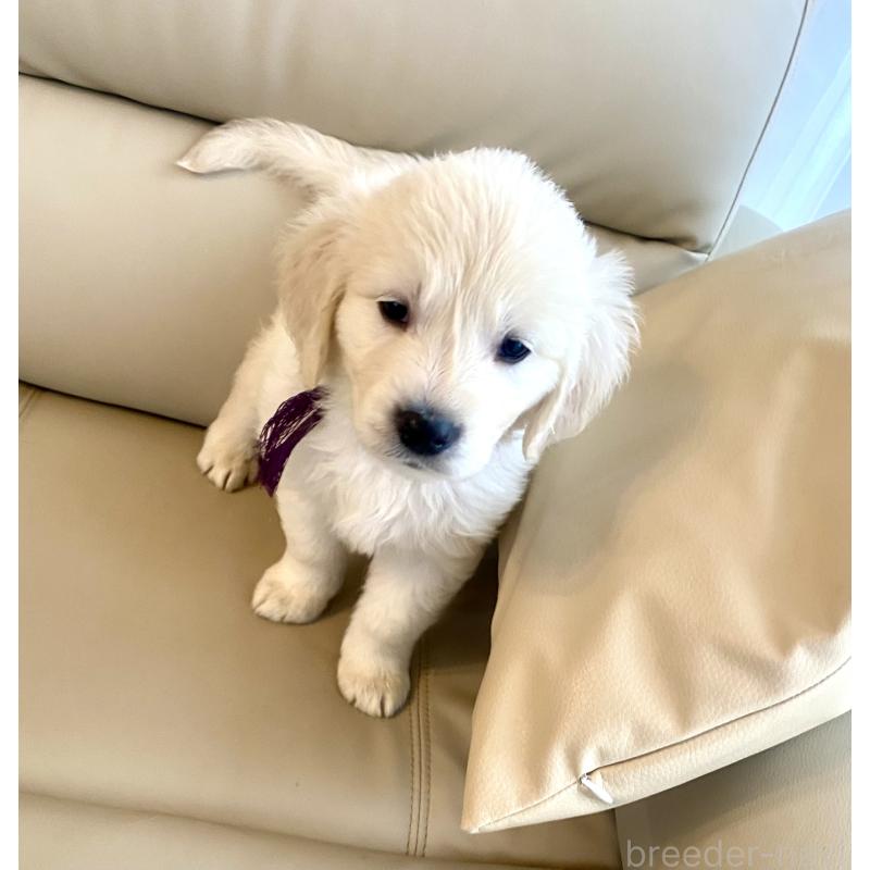 商談中の東京都のゴールデンレトリーバー-440375の31枚目