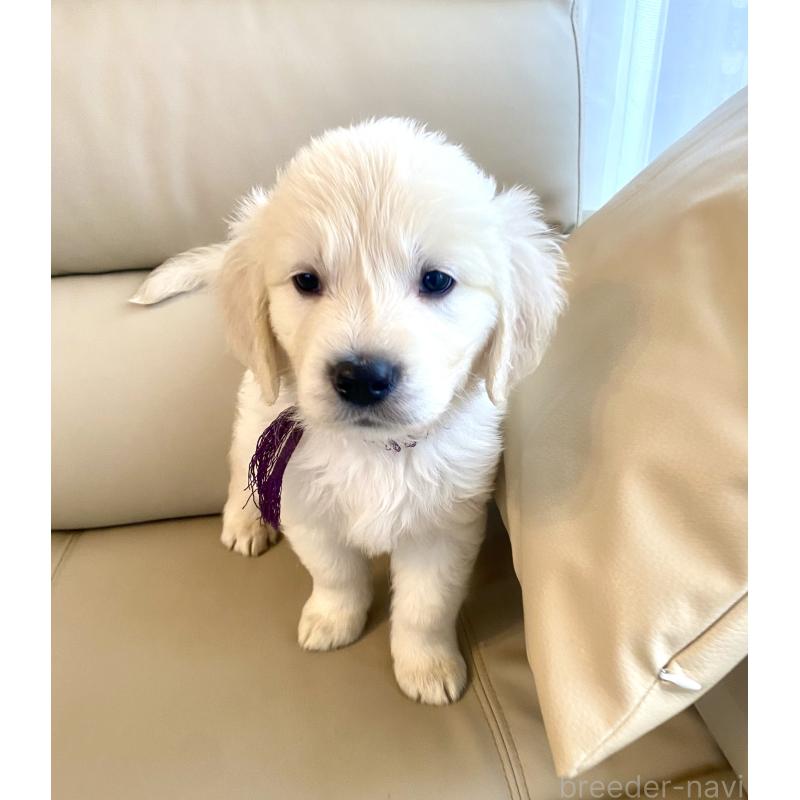 商談中の東京都のゴールデンレトリーバー-440375の30枚目