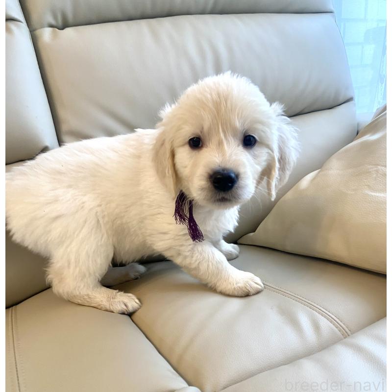 商談中の東京都のゴールデンレトリーバー-440375の29枚目