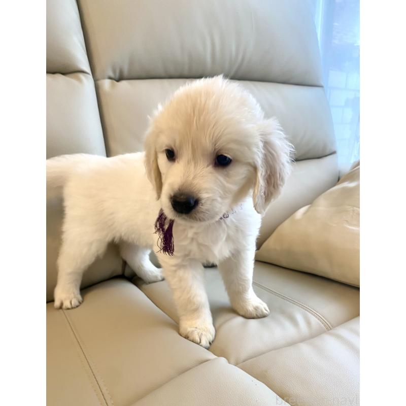 商談中の東京都のゴールデンレトリーバー-440375の28枚目