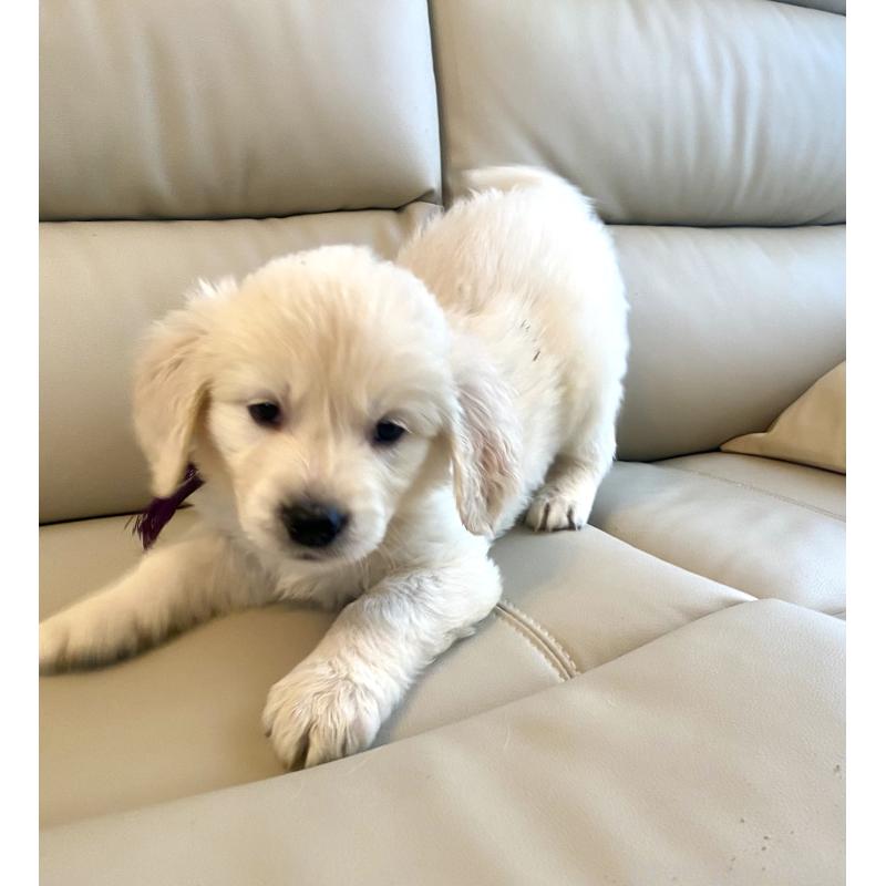 商談中の東京都のゴールデンレトリーバー-440375の27枚目