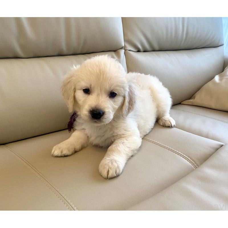 商談中の東京都のゴールデンレトリーバー-440375の26枚目