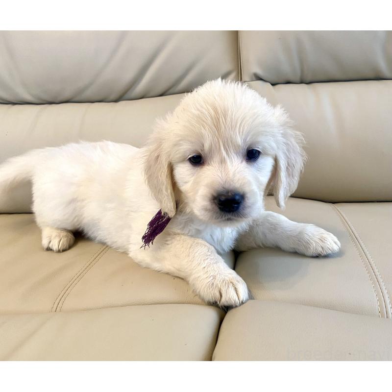 商談中の東京都のゴールデンレトリーバー-440375の25枚目