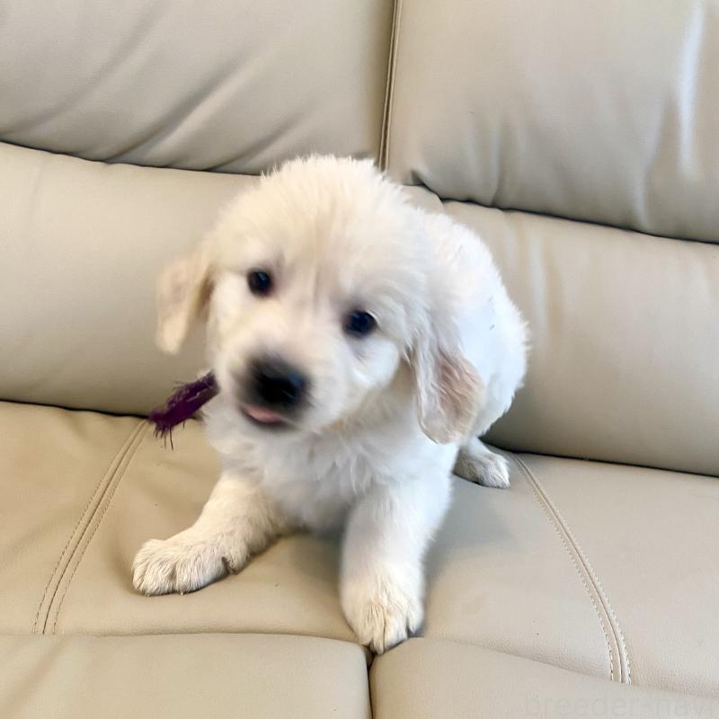 商談中の東京都のゴールデンレトリーバー-440375の24枚目