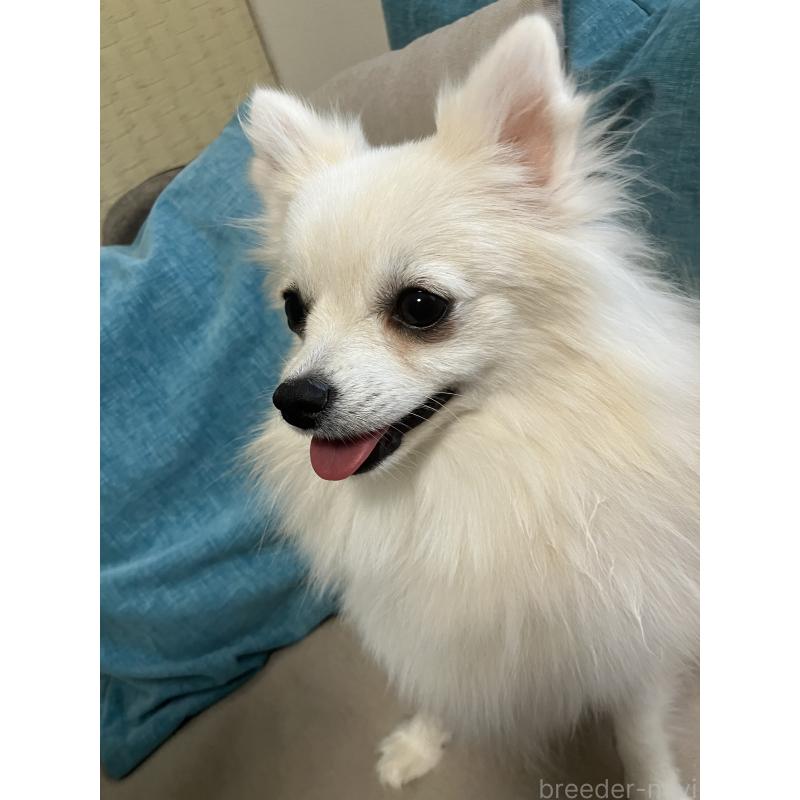 販売中の千葉県のポメラニアン-371546の4枚目