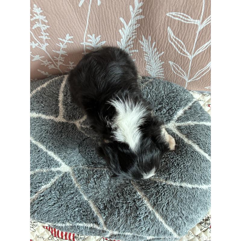 販売中の山形県のキャバリアキングチャールズスパニエル-445351の5枚目