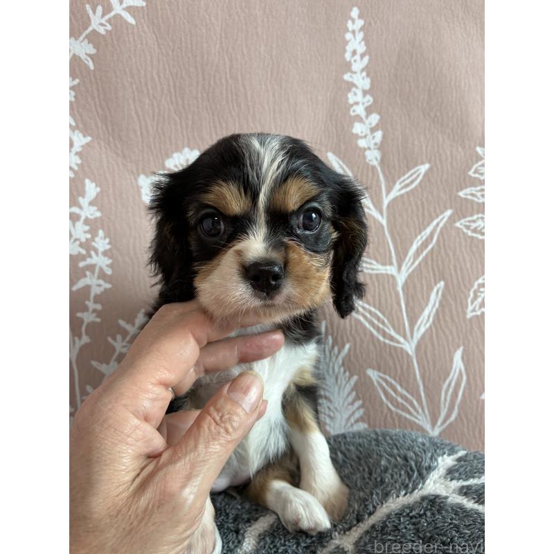 販売中の山形県のキャバリアキングチャールズスパニエル-445351の4枚目