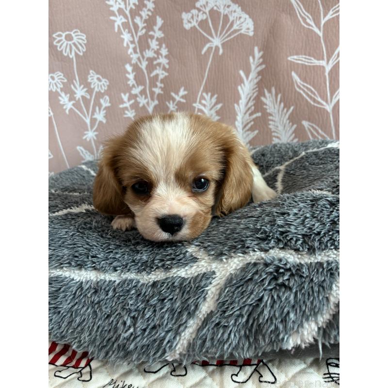 販売中の山形県のキャバリアキングチャールズスパニエル-445354の4枚目