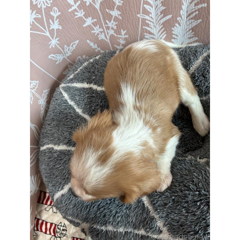 販売中の山形県のキャバリアキングチャールズスパニエル-445354の3枚目