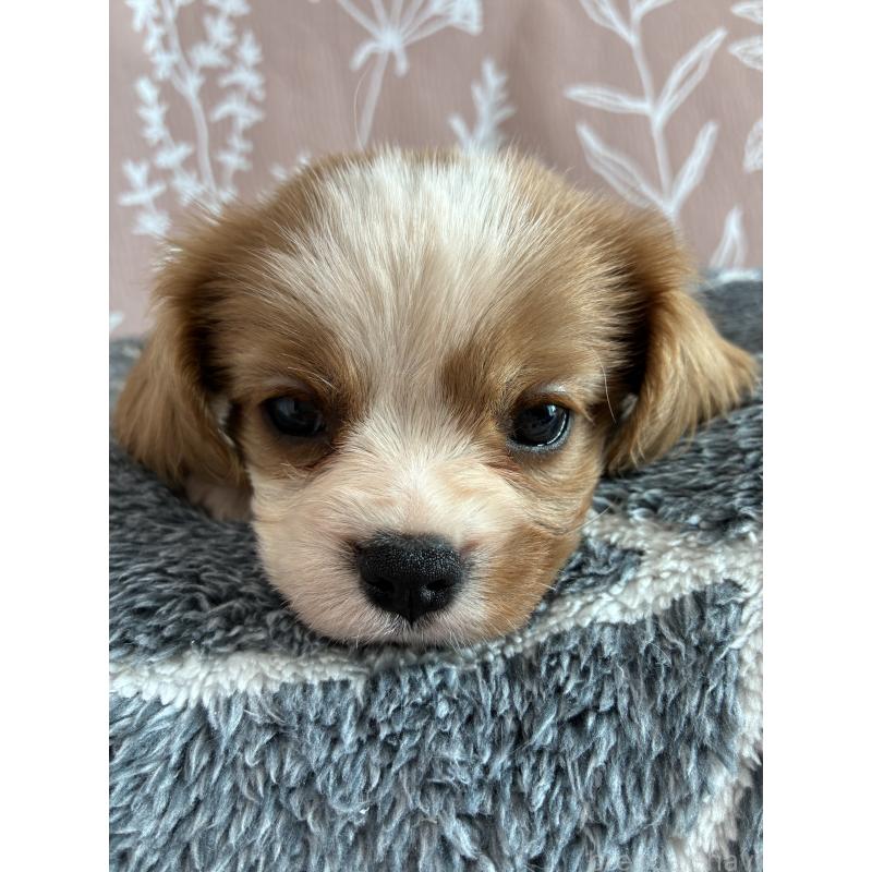 販売中の山形県のキャバリアキングチャールズスパニエル-445354の2枚目