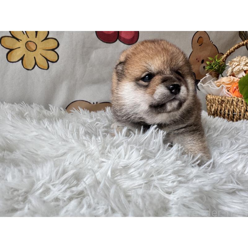 商談中の茨城県の柴犬-440618の10枚目