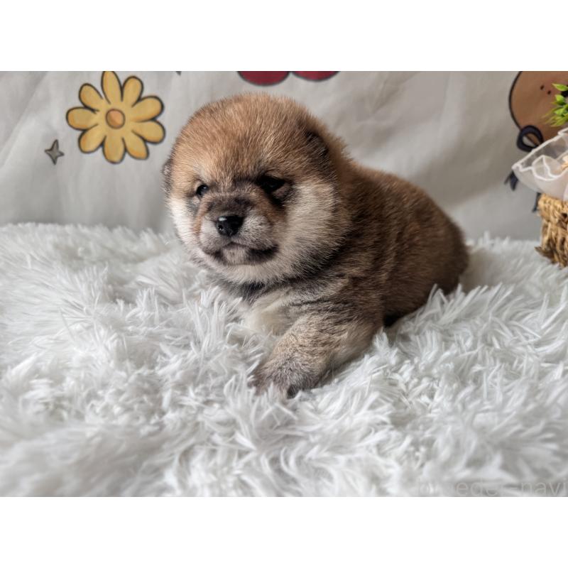 商談中の茨城県の柴犬-440618の9枚目