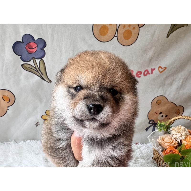 商談中の茨城県の柴犬-440618の8枚目