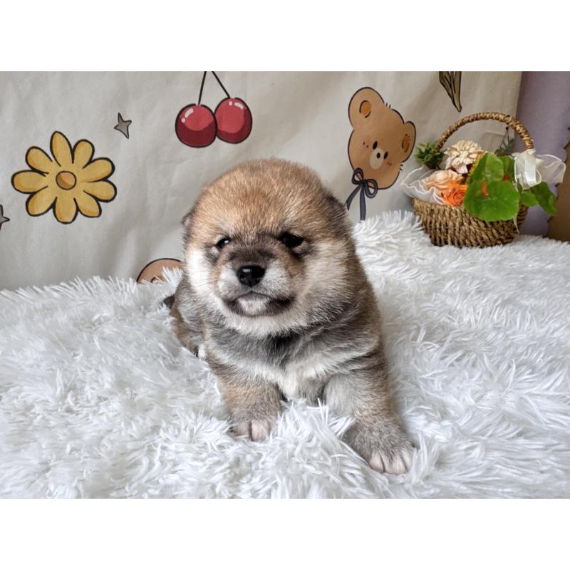 商談中の茨城県の柴犬-440618の7枚目