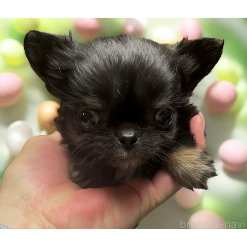 販売中の東京都のチワワ(ロングコート)-445357の1枚目