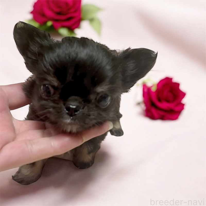 販売中の東京都のチワワ(ロングコート)-445357の5枚目