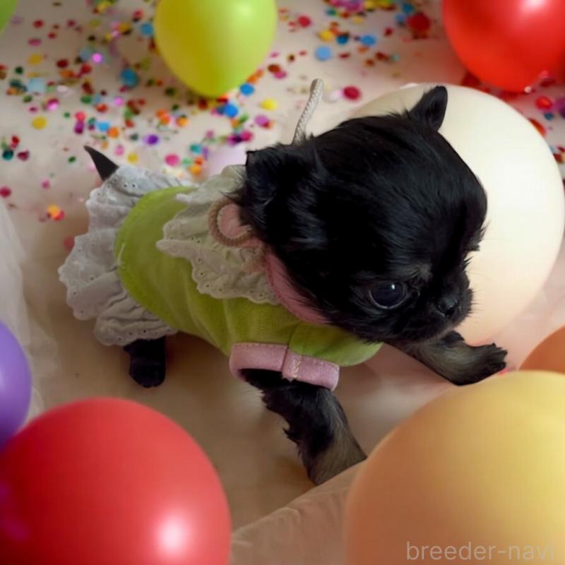 販売中の東京都のチワワ(ロングコート)-445357の2枚目