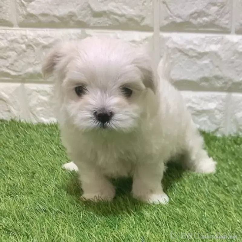 販売中の愛知県のマルチーズ-445355