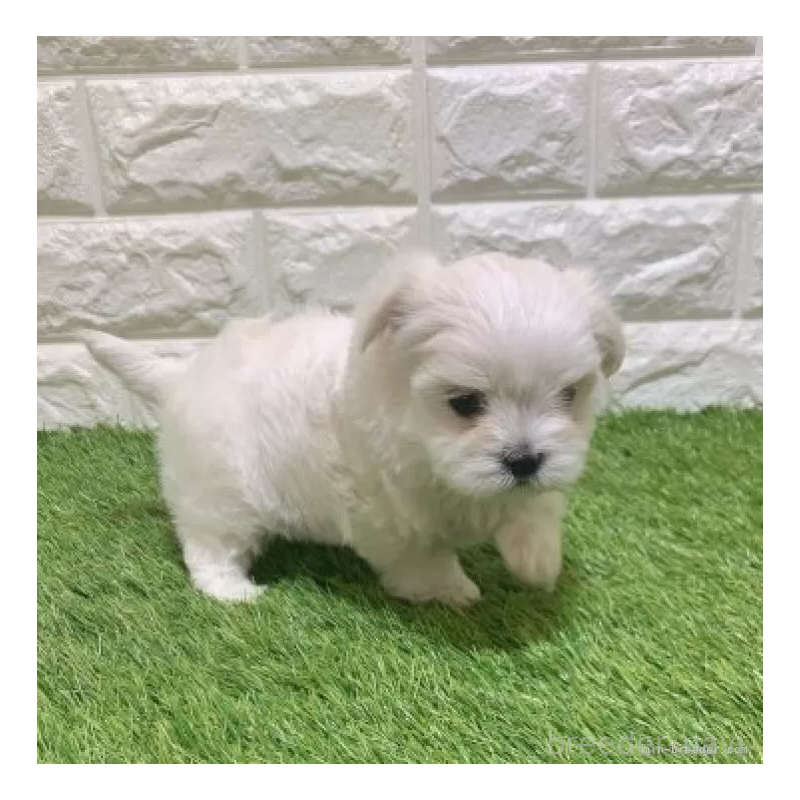 販売中の愛知県のマルチーズ-445355の5枚目