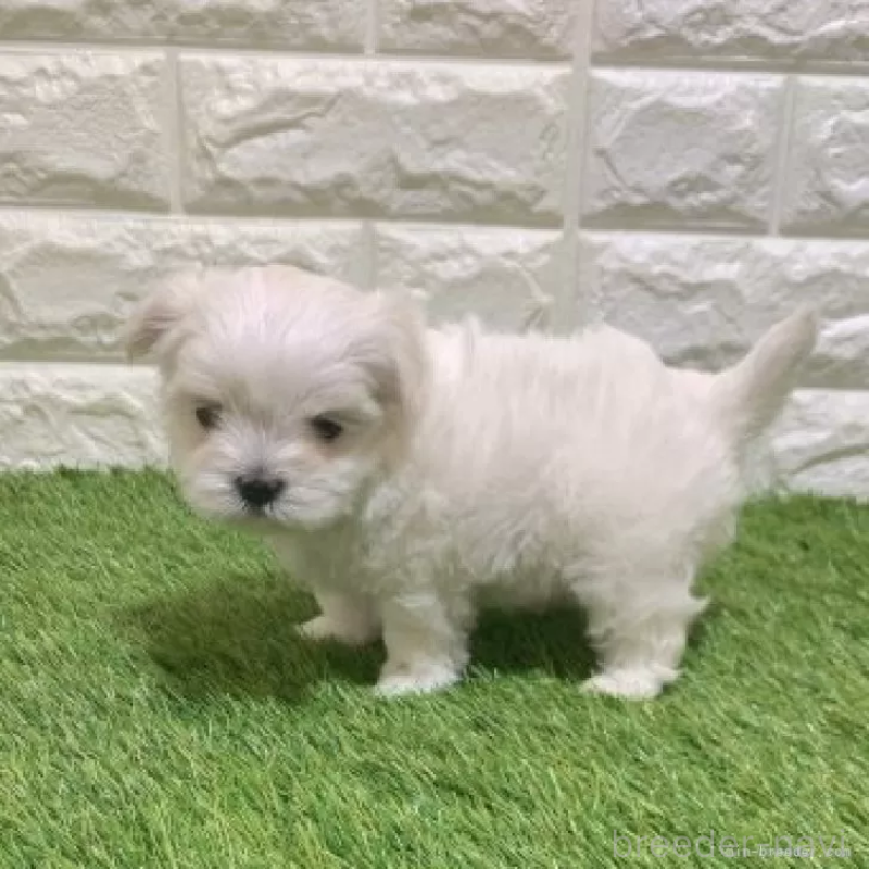 販売中の愛知県のマルチーズ-445355の4枚目