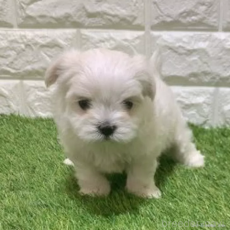 販売中の愛知県のマルチーズ-445355の3枚目