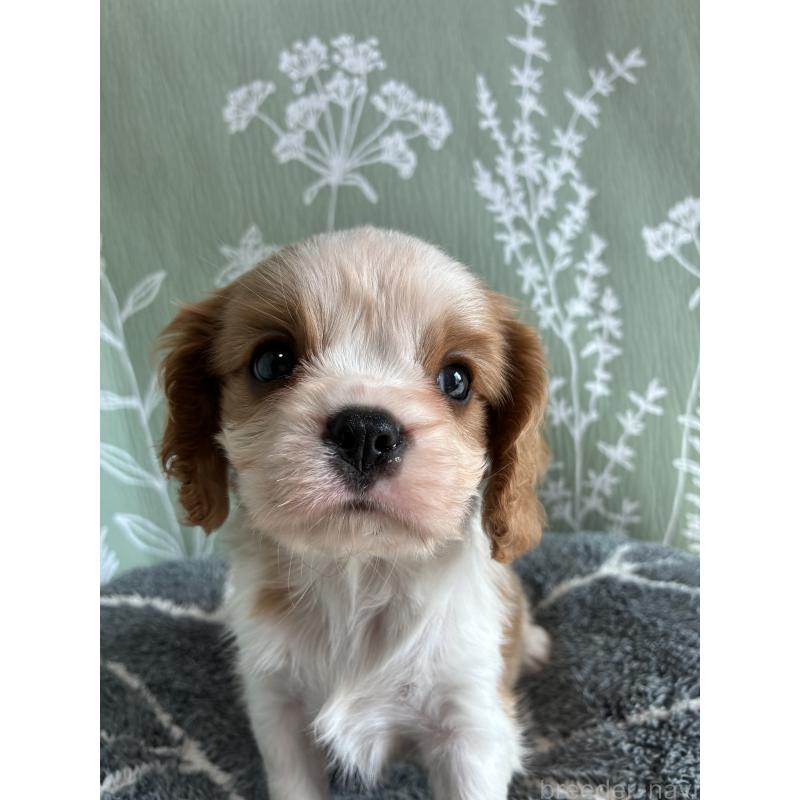 販売中の山形県のキャバリアキングチャールズスパニエル-445359の5枚目