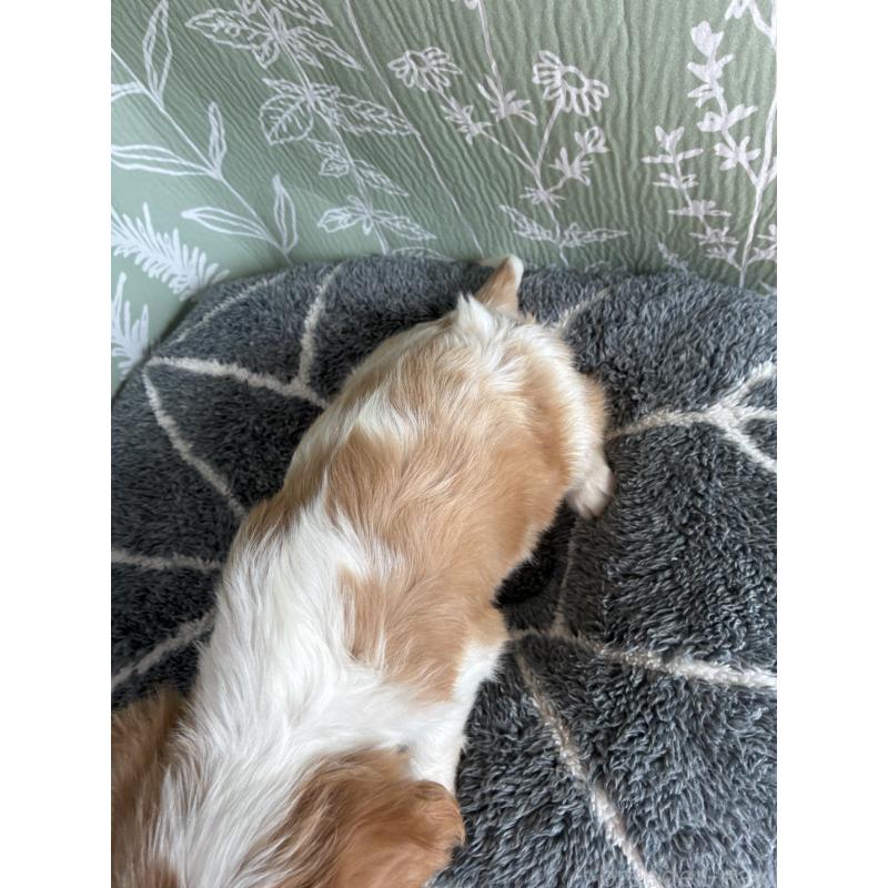 販売中の山形県のキャバリアキングチャールズスパニエル-445359の4枚目