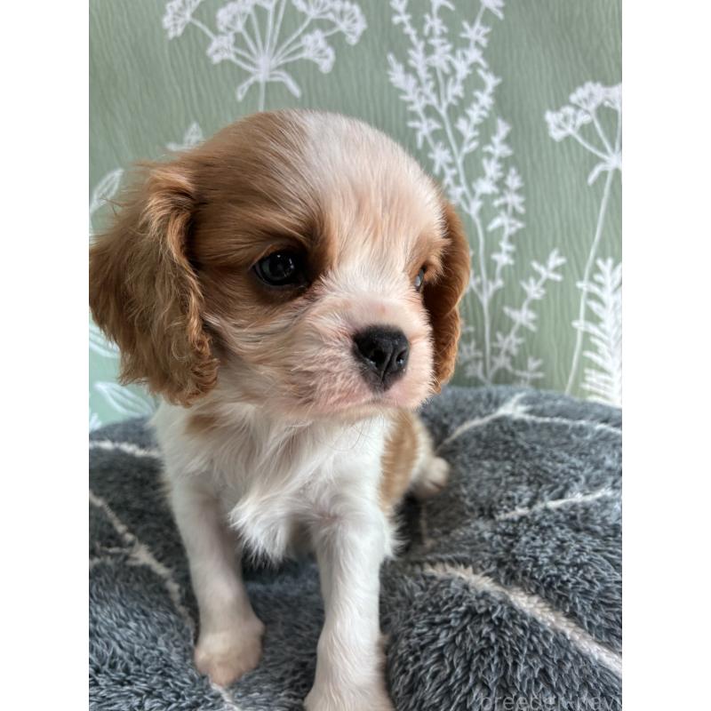 販売中の山形県のキャバリアキングチャールズスパニエル-445359の3枚目