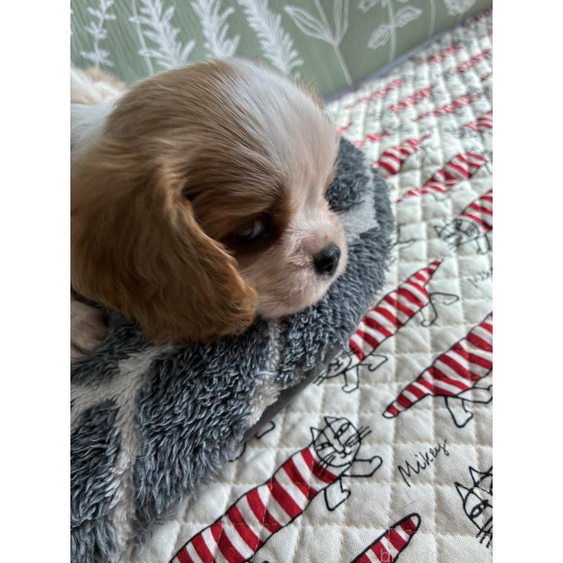 販売中の山形県のキャバリアキングチャールズスパニエル-445359の2枚目