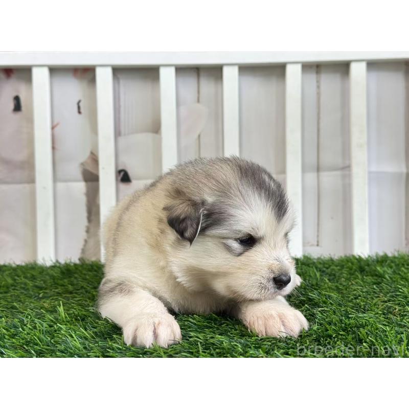 商談中の茨城県のアラスカンマラミュート-445361の5枚目