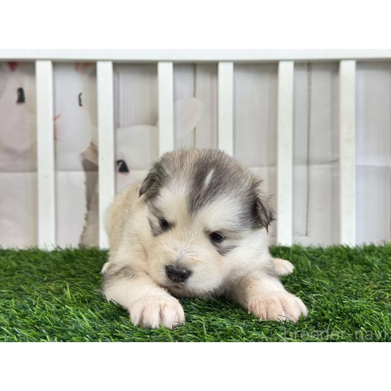 商談中の茨城県のアラスカンマラミュート-445361の3枚目