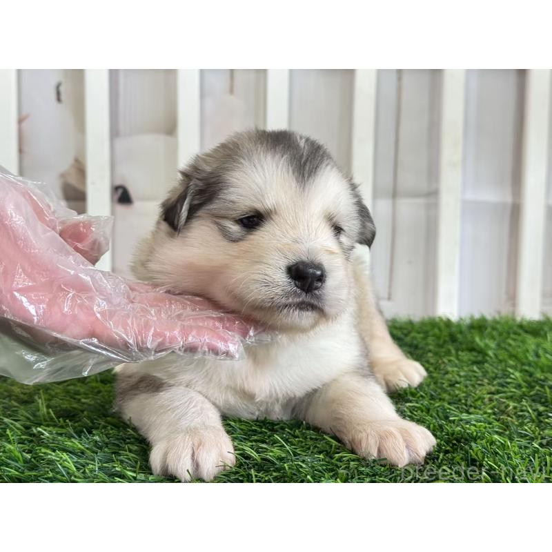 商談中の茨城県のアラスカンマラミュート-445361の2枚目